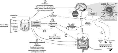 The Role of the Oral Microbiota Related to Periodontal Diseases in Anxiety, Mood and Trauma- and Stress-Related Disorders